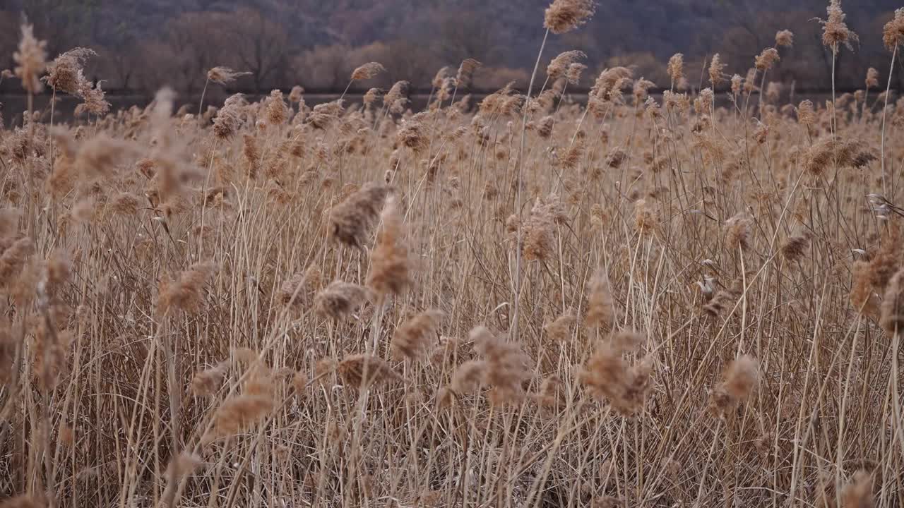 一片干燥的芦苇在风中摇曳。视频下载