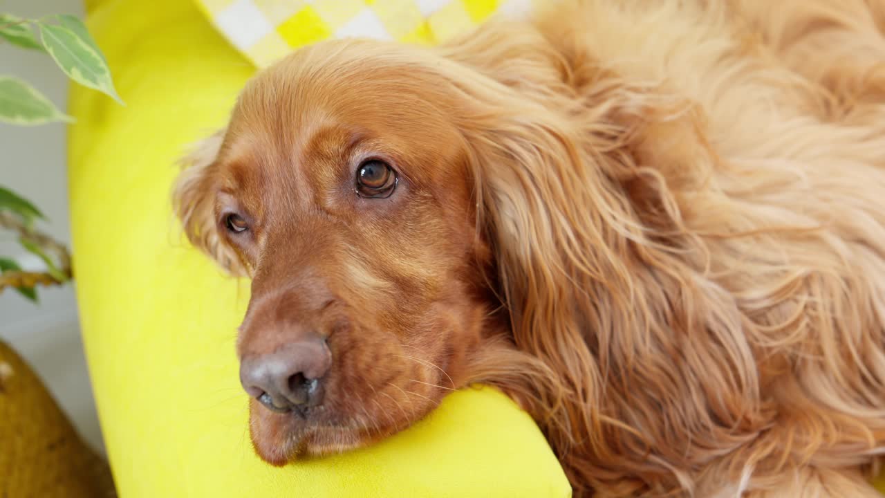 累了的西班牙猎犬在沙发上休息。棕色的狗躺在黄色的床上。猎犬视频素材