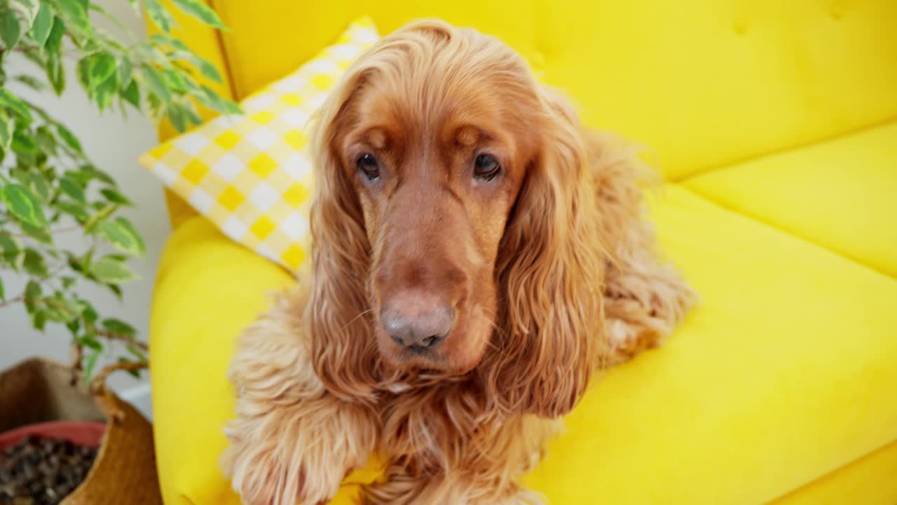 主人的手喂西班牙猎犬。男人给狗吃的。狗坐在黄色的沙发上视频素材