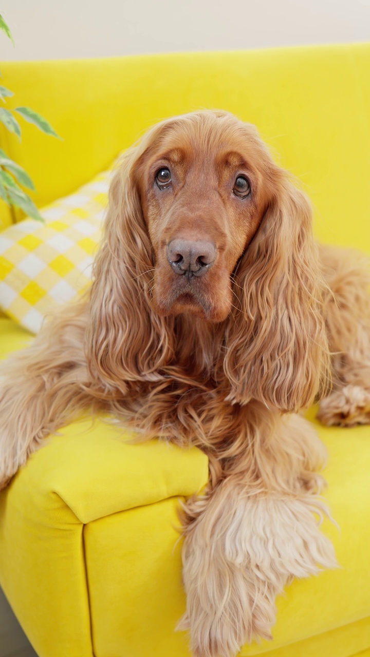 可爱的西班牙猎犬躺在黄色的沙发上。等待主人去散步的狗视频素材