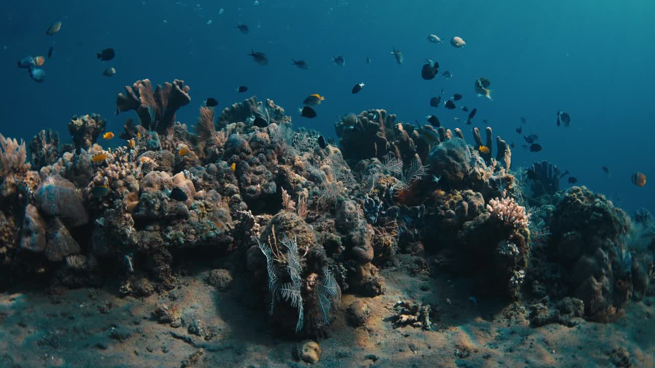 令人惊叹的活珊瑚在清澈的蓝色海洋水下。热带海域的海洋野生生物视频素材