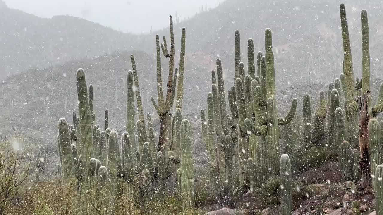 亚利桑那州的沙漠雪视频下载