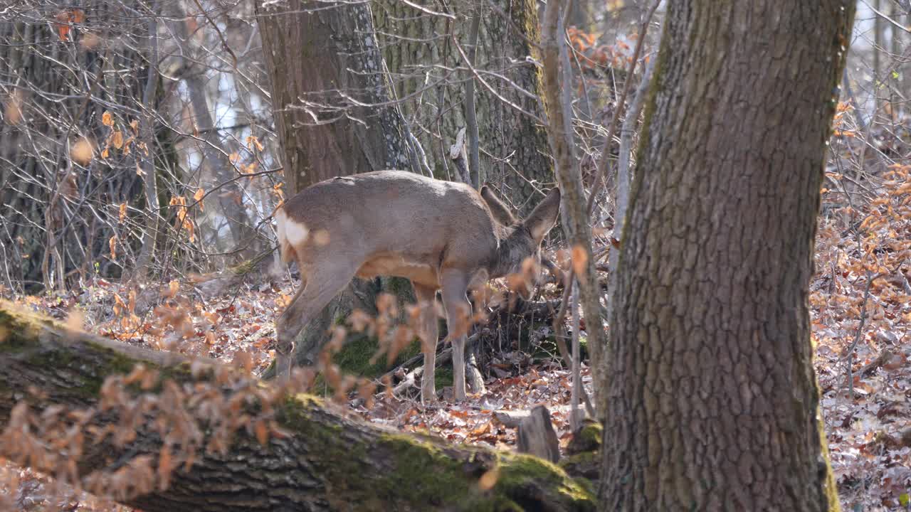 雌鹿在森林中进食(Capreolus Capreolus)。视频下载