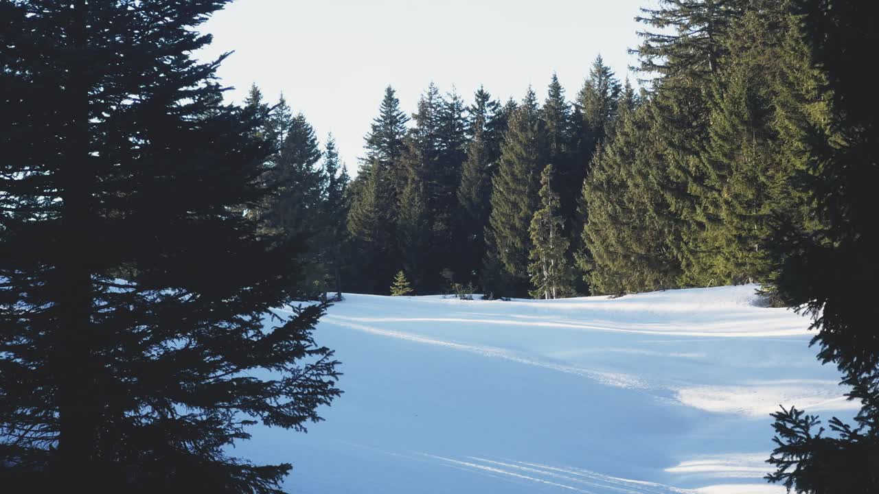 山中宁静的冬日仙境。白雪亲吻的森林和阳光照耀的树木在霜的光辉。视频素材