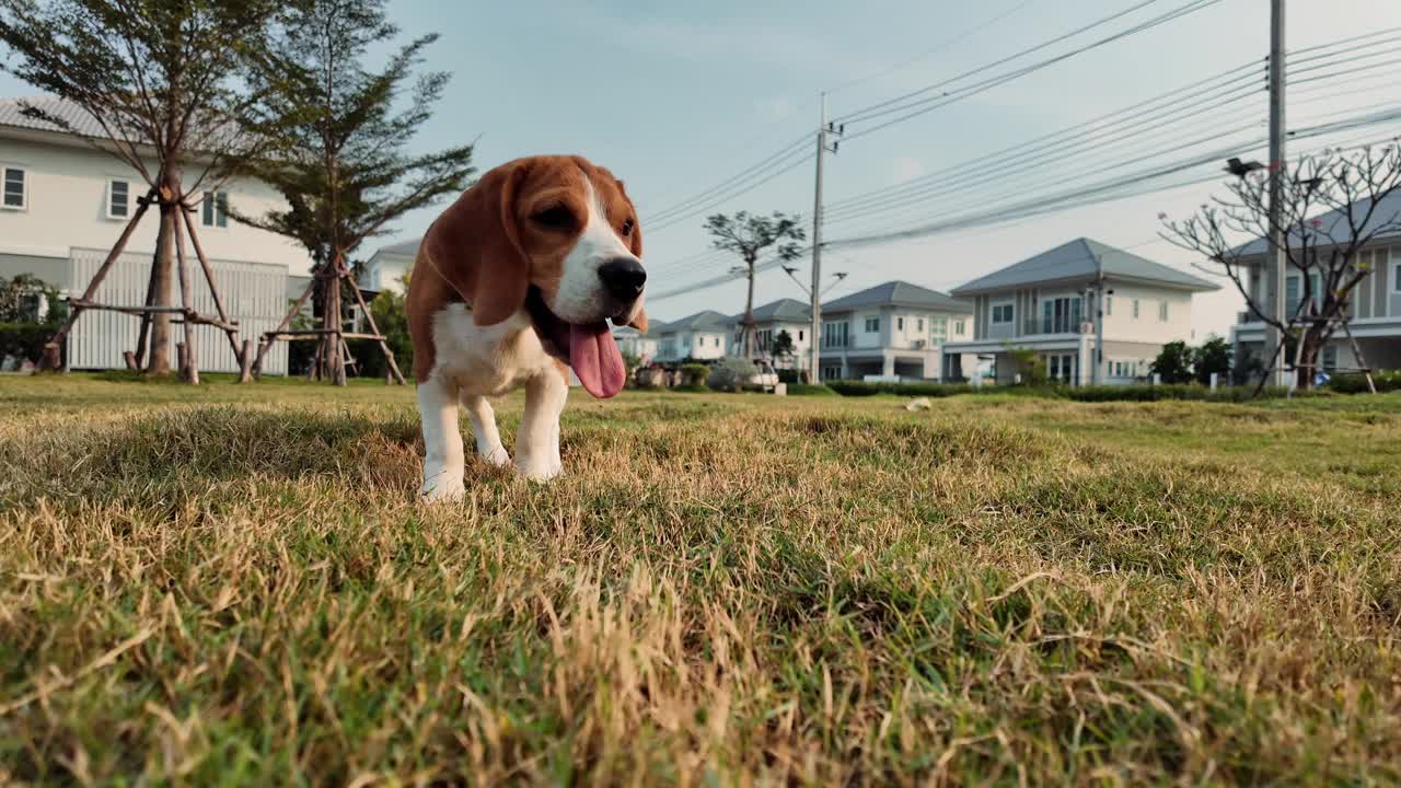 小猎犬喜欢在操场的草地上玩耍。宠物爱好者概念视频素材