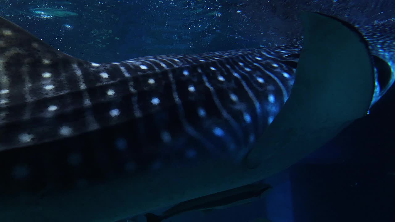 鲸鲨在水族馆里滑翔视频素材