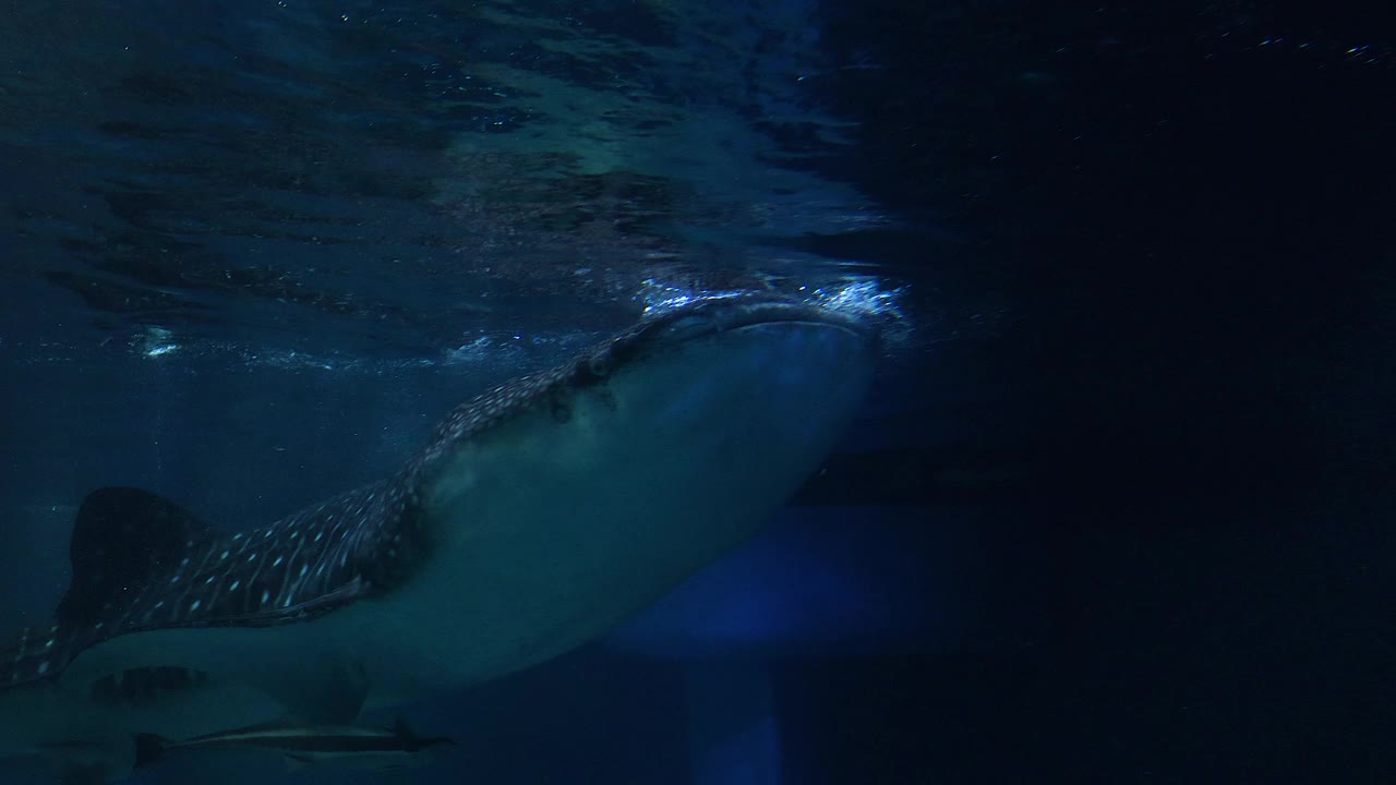 鲸鲨在水族馆的优雅游泳视频素材