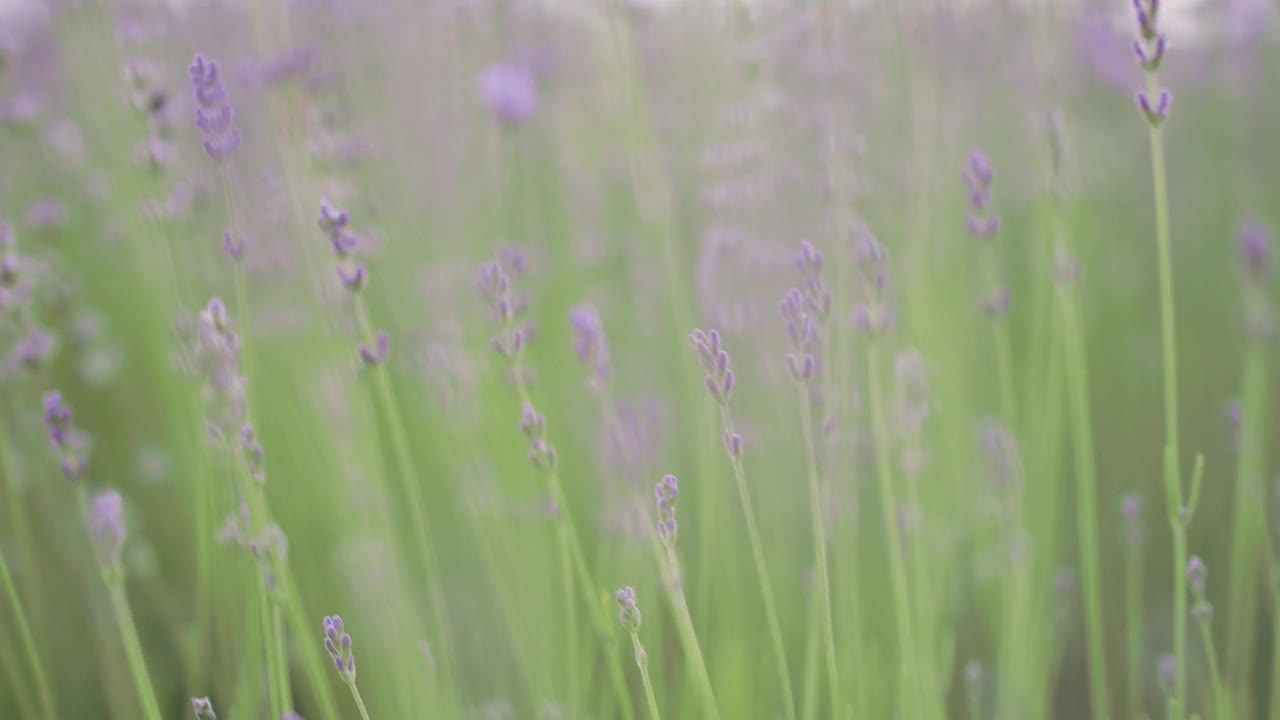 特写:美丽盛开的薰衣草花在风中摇曳，平静的电影自然背景。视频下载