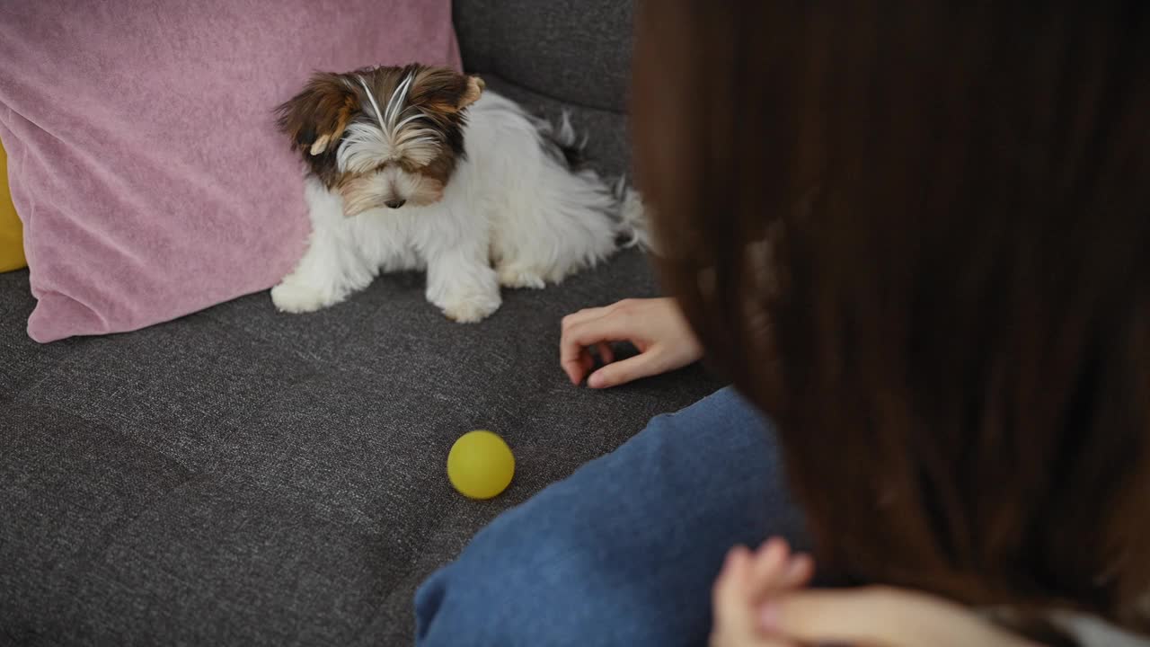 一个年轻的女人在家里和她的小猎犬玩耍，在舒适的沙发上提供一个球。视频素材