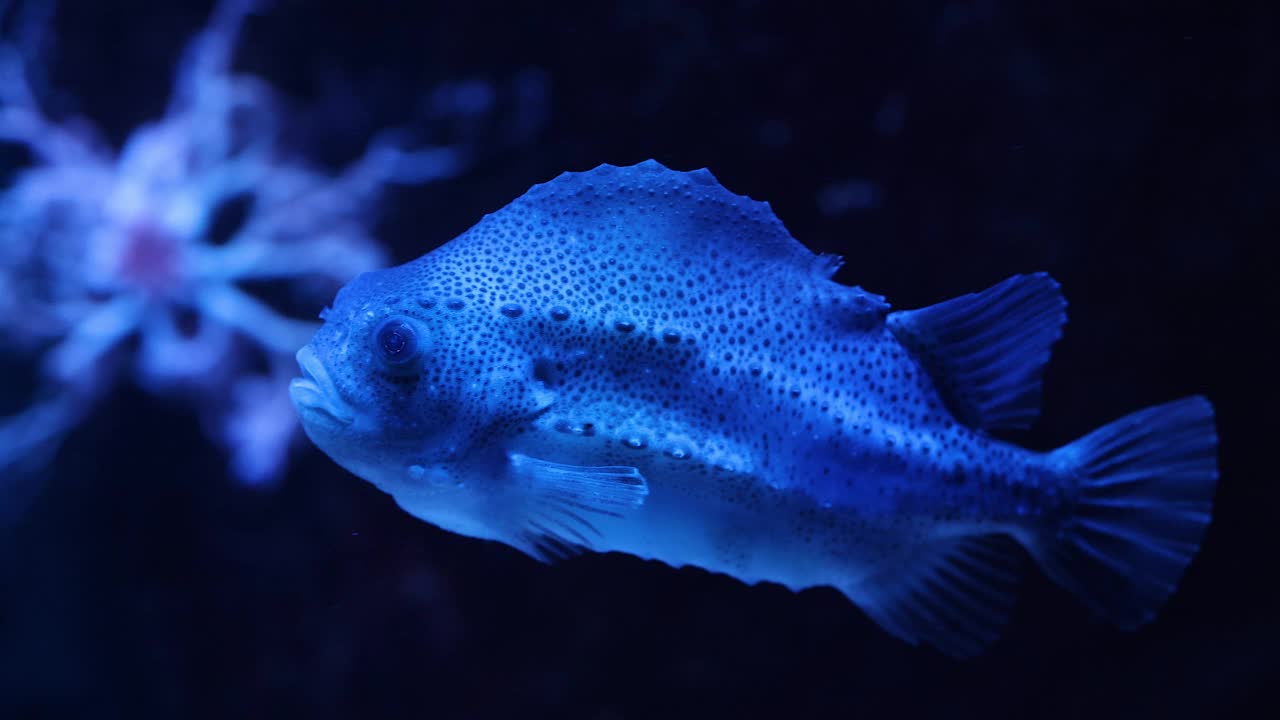 蓝鱼在水族馆里游泳视频素材