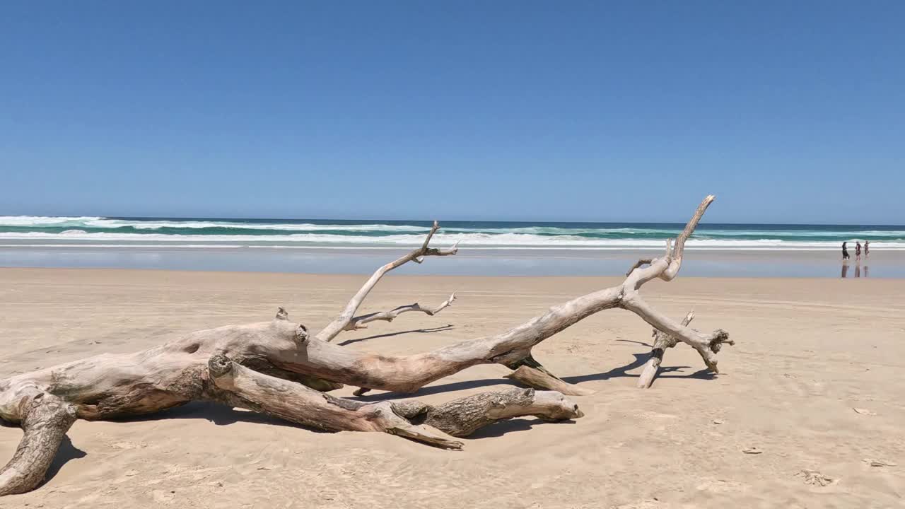 宁静的海滩漂流木全景视频素材