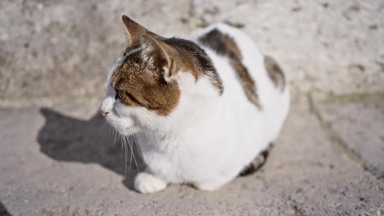 一只安静的猫躺在阳光普照的城市人行道上，展示了野生动物和城市生活的和平共处。视频素材