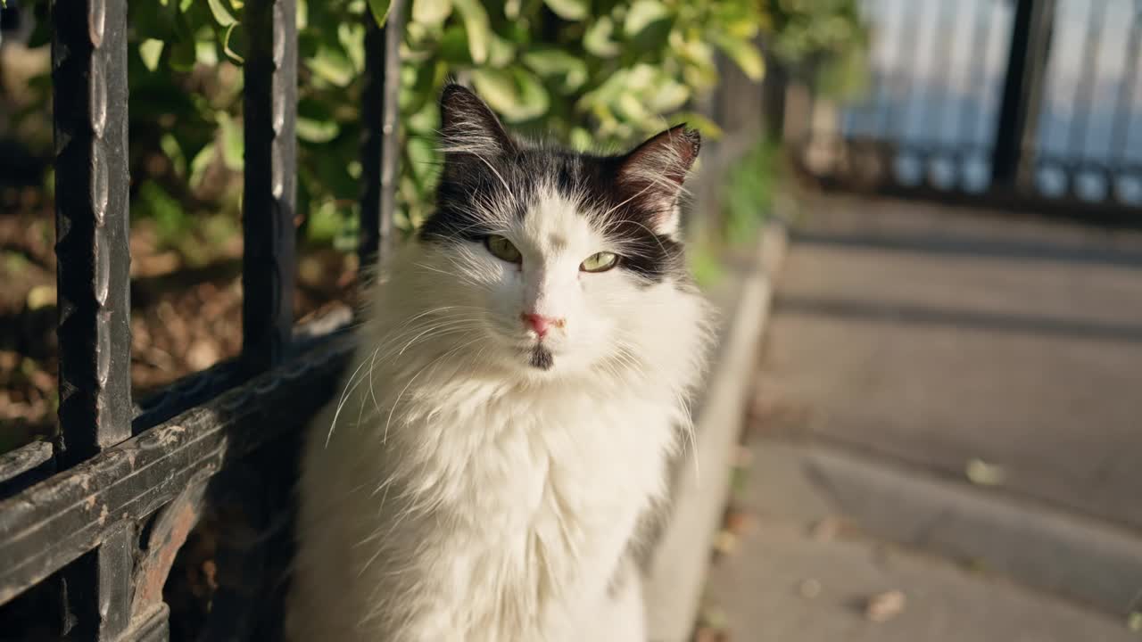 在阳光明媚的城市人行道上，一只黑白相间的猫坐在篱笆旁，周围是茂密的树叶。视频素材