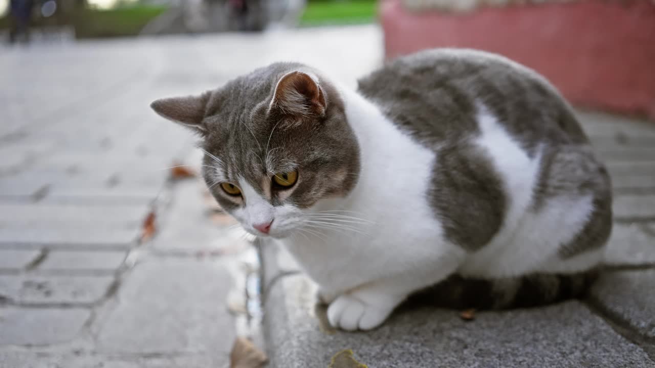 一只灰白色的猫坐在城市的人行道上，警觉地观察着周围的环境。视频素材