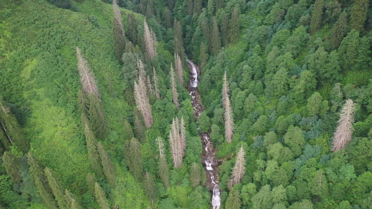 里泽省森林视频下载