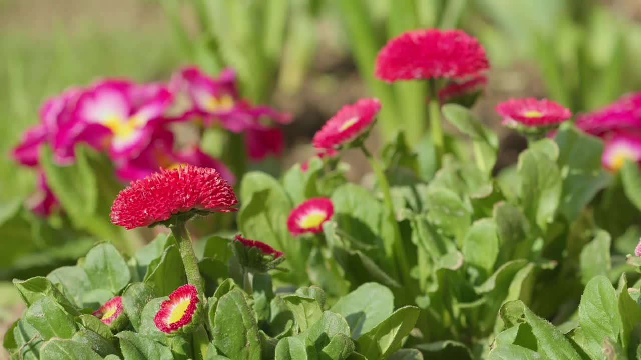 从美丽的粉红色英国雏菊(Bellis perennis)到粉红色和白色的三色堇花的倾斜镜头视频素材