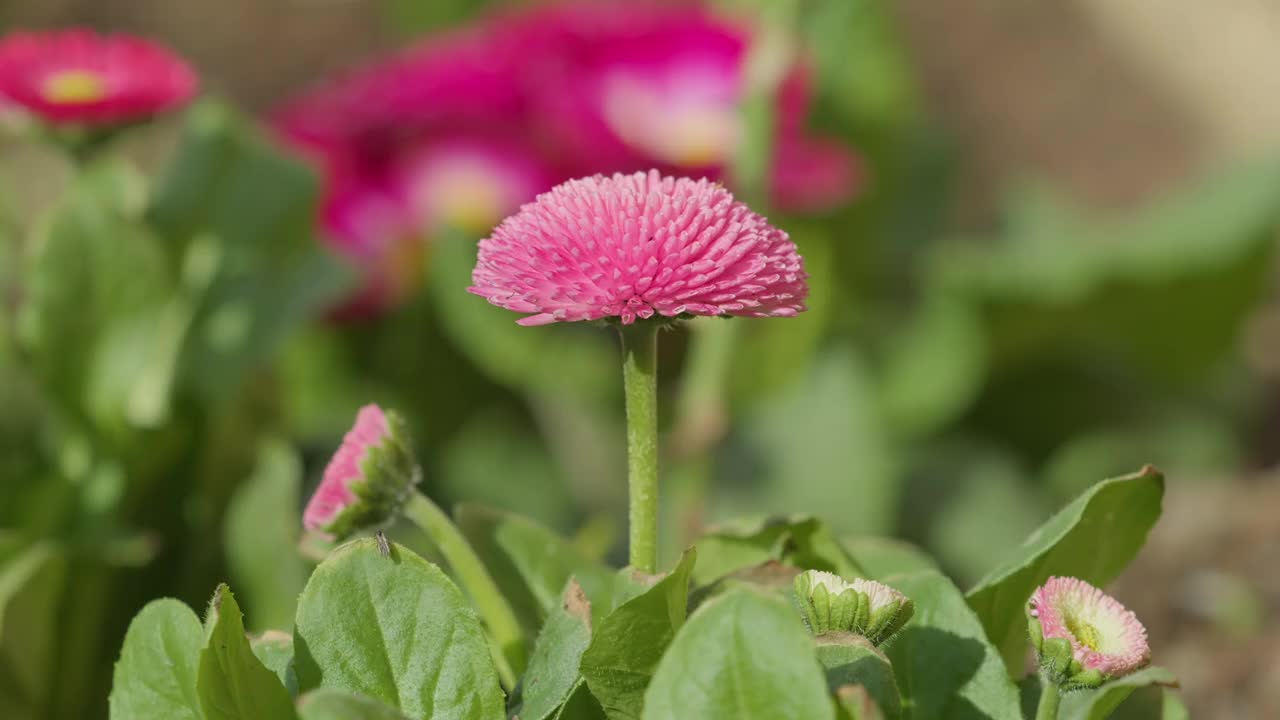 对花园里美丽的粉红色英国雏菊(Bellis perennis)进行选择性聚焦视频下载