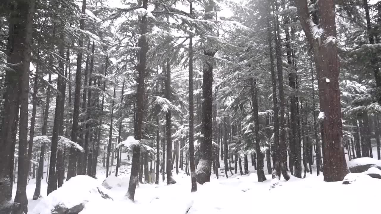 森林里有很多高大的树木，被雪覆盖着，雪落在一排排的树上，冬天的风景视频素材