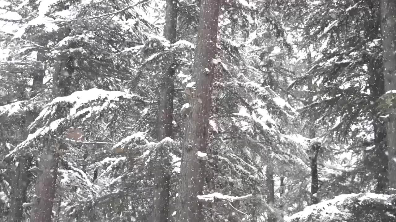 森林里有很多高大的树木，被雪覆盖着，雪落在一排排的树上，冬天的风景视频素材