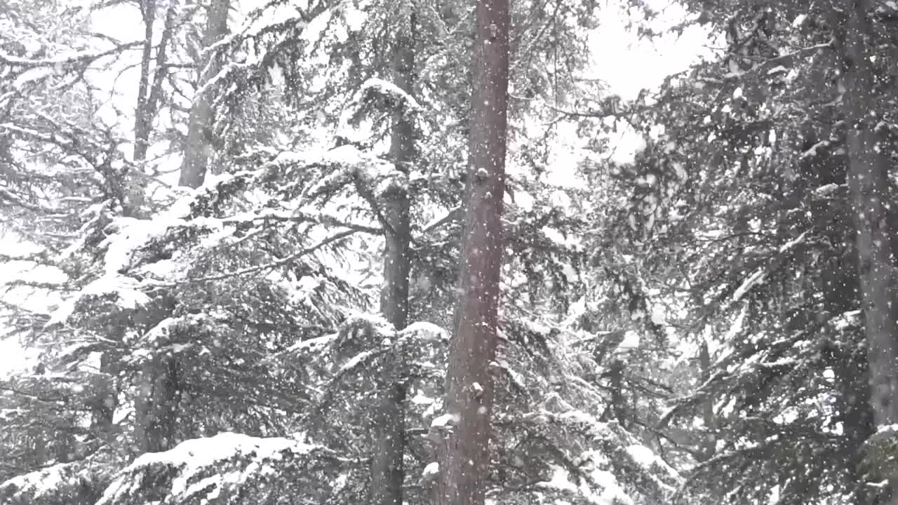 森林里有很多高大的树木，被雪覆盖着，雪落在一排排的树上，冬天的风景视频素材