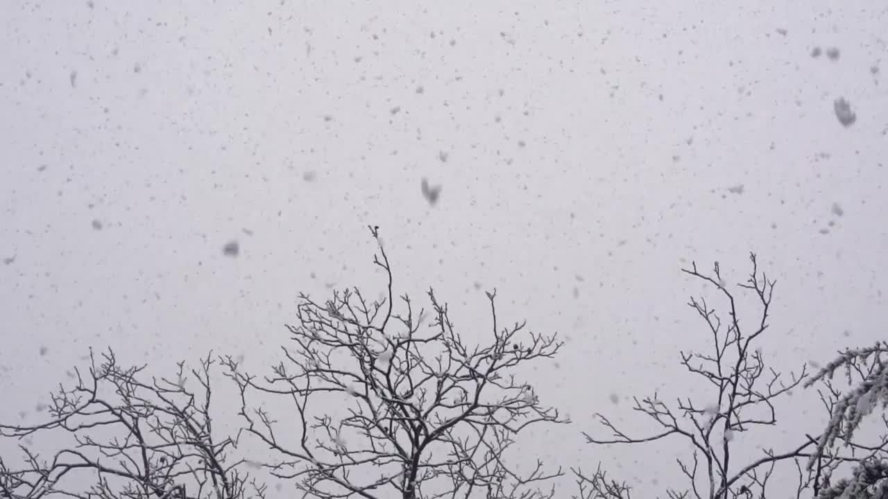 树立在雪里，雪Copy空间视频素材