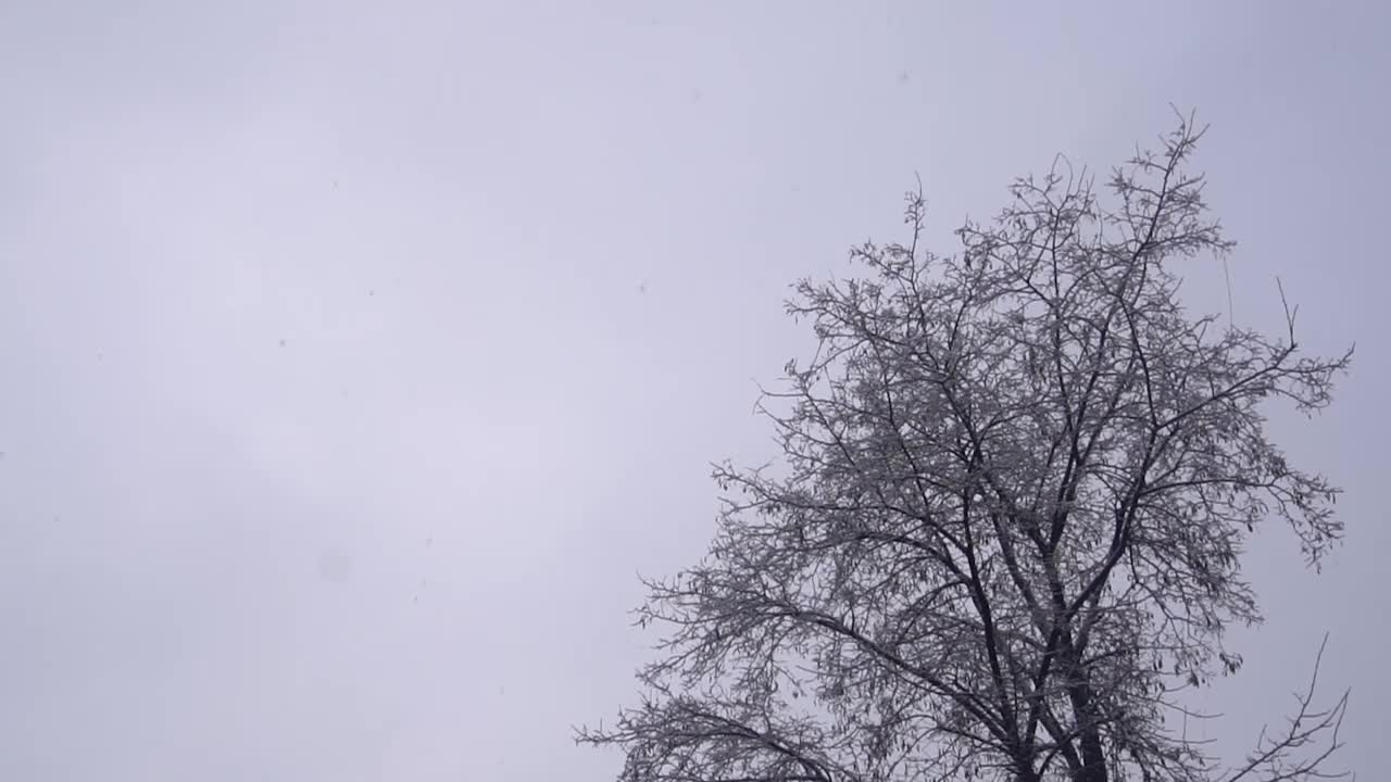 树立在雪里，雪Copy空间视频素材