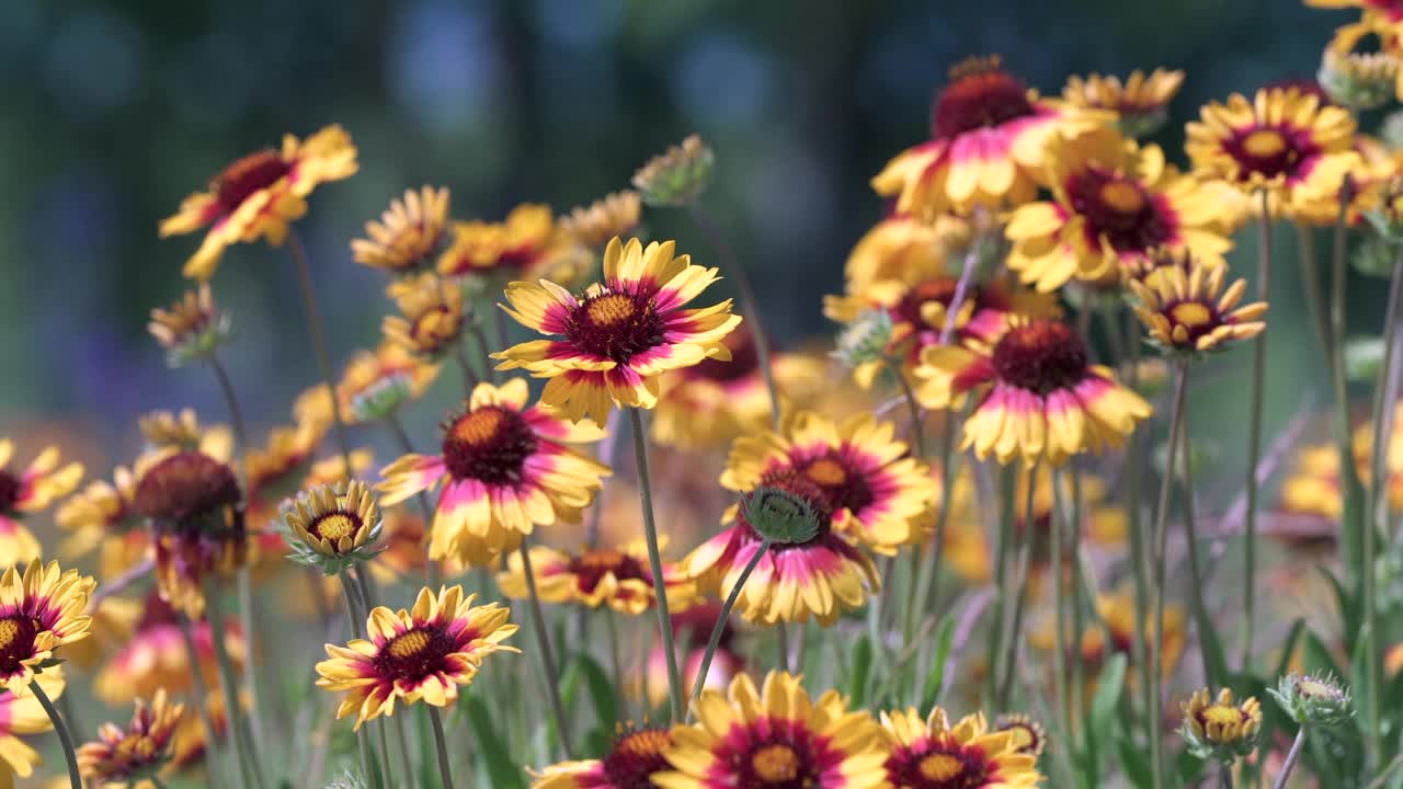 《微风拂面的清晨》里的野花视频素材