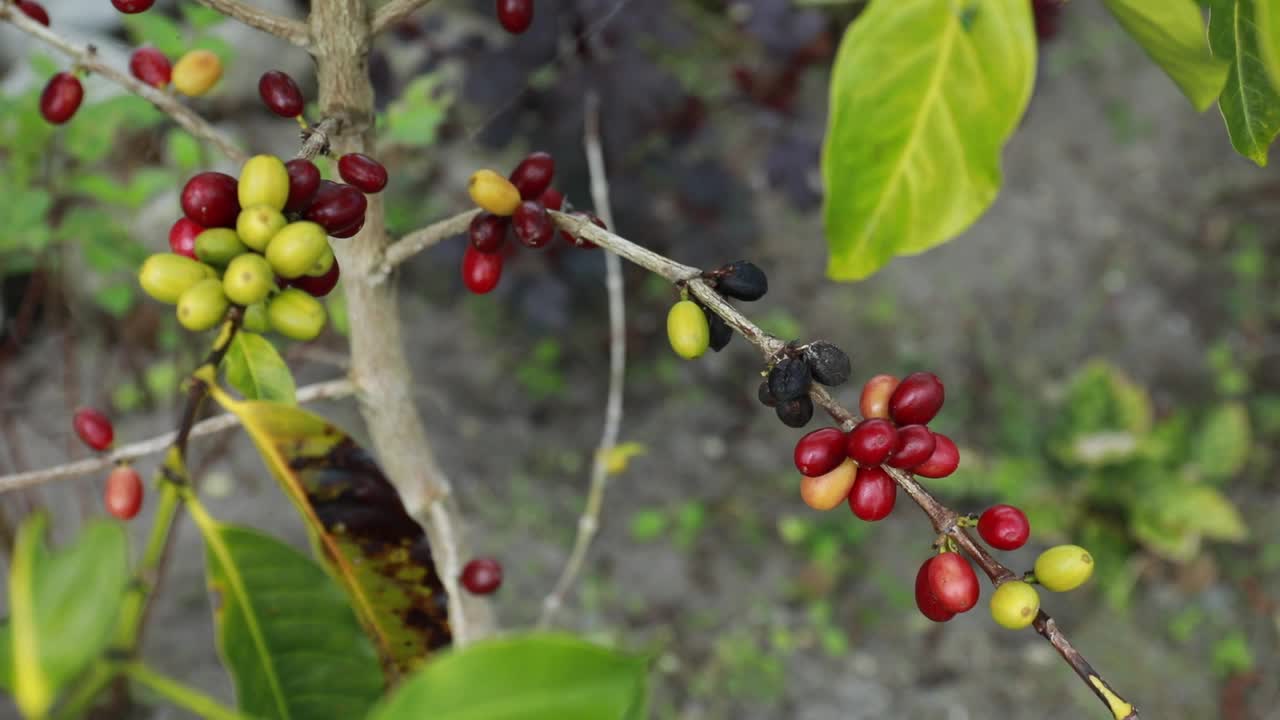 阿拉比卡咖啡豆在咖啡种植园的树枝上成熟视频素材