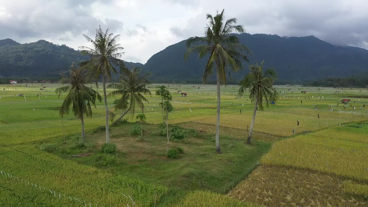 稻田视频素材