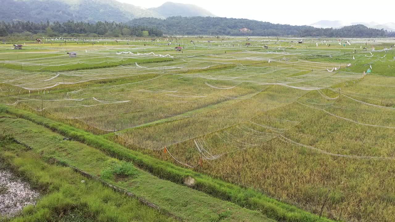 稻田视频素材