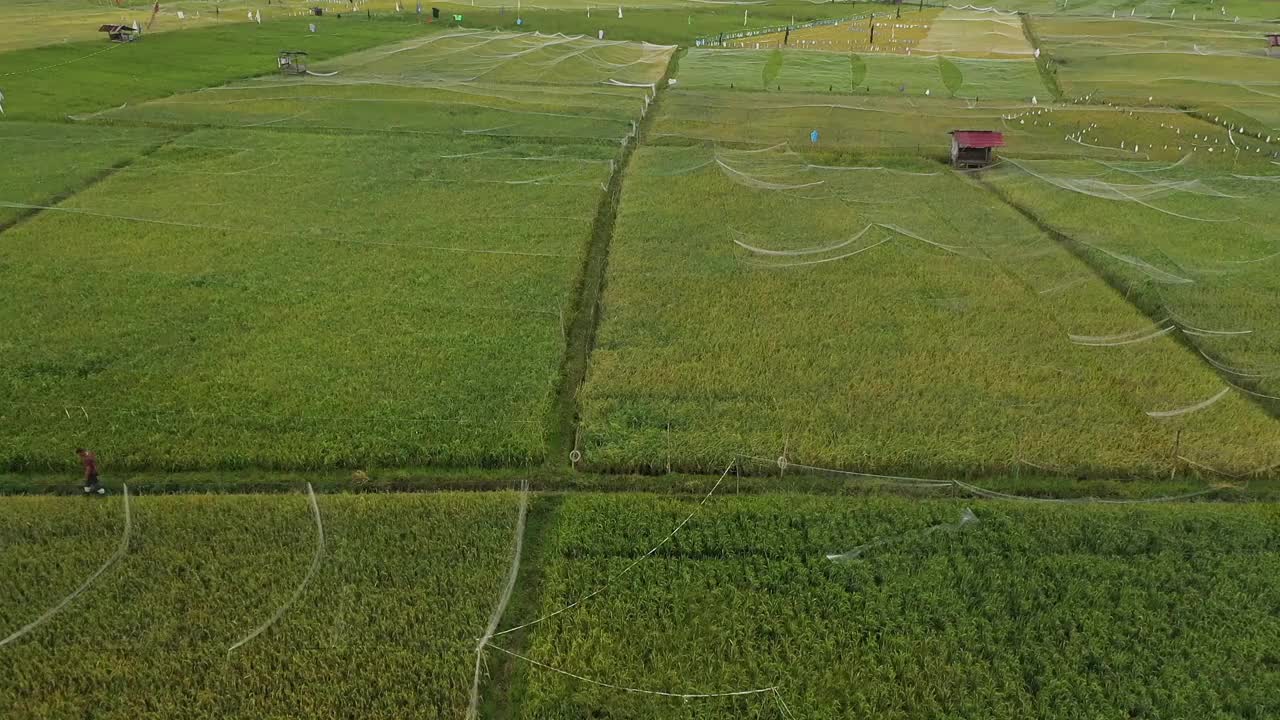 稻田视频素材