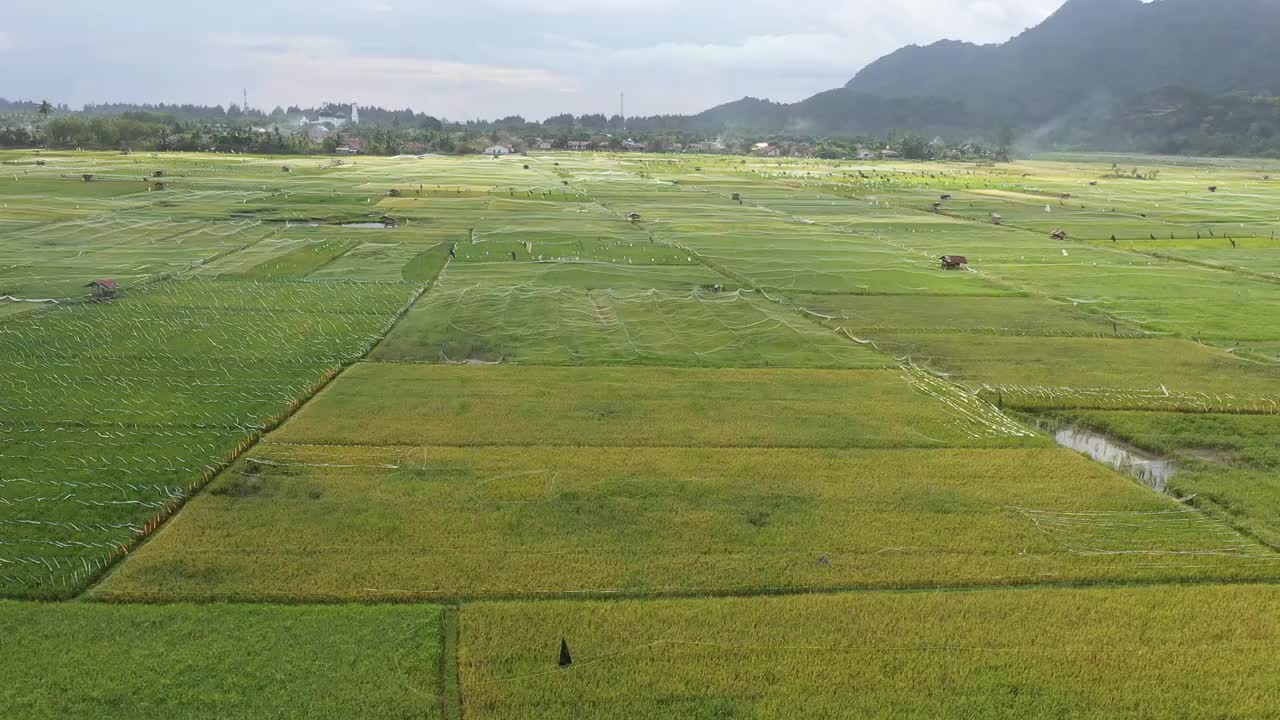 稻田视频下载