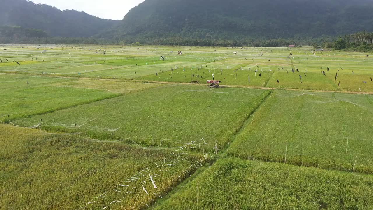 稻田视频素材