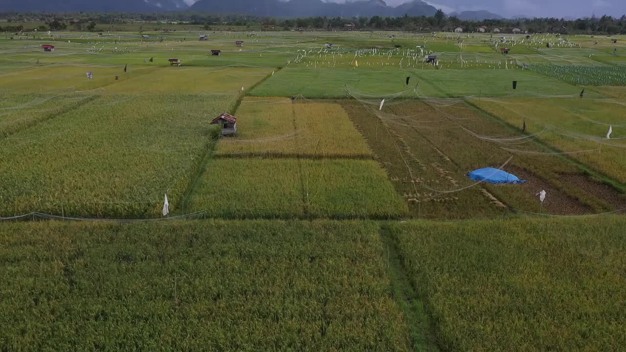 稻田视频素材