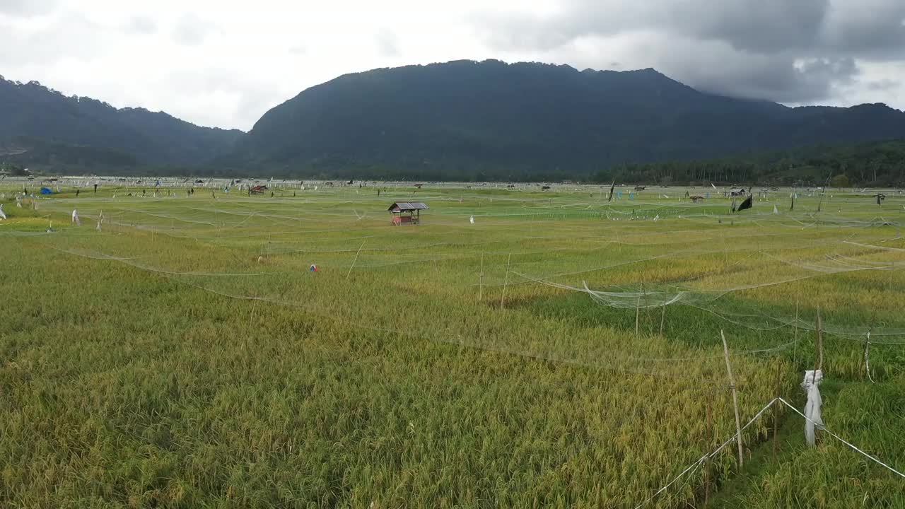 稻田视频素材