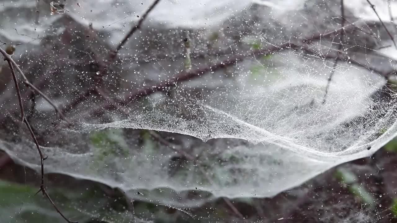 露珠或水滴在蜘蛛网或蜘蛛网视频下载