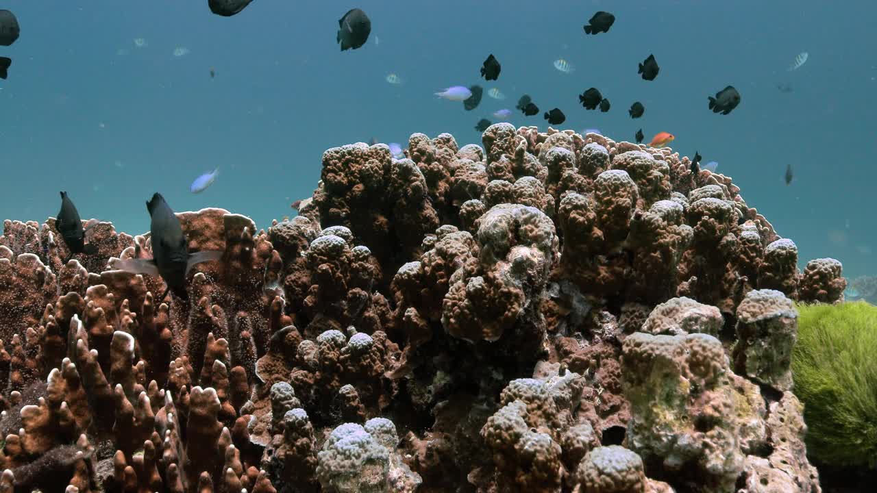 海洋中的水下生物，珊瑚礁和鱼类。视频素材