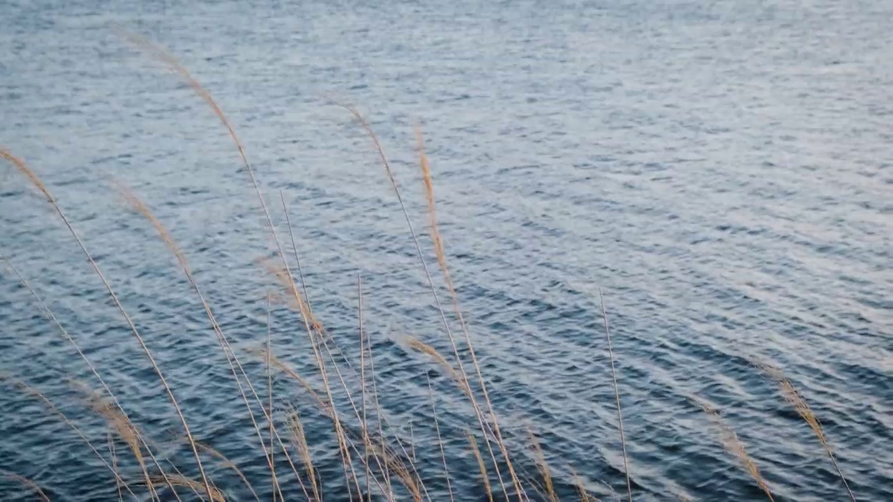 冬天的草在风中慢慢地吹，背后是一条自然流动的河流。冬天美丽而宁静视频下载