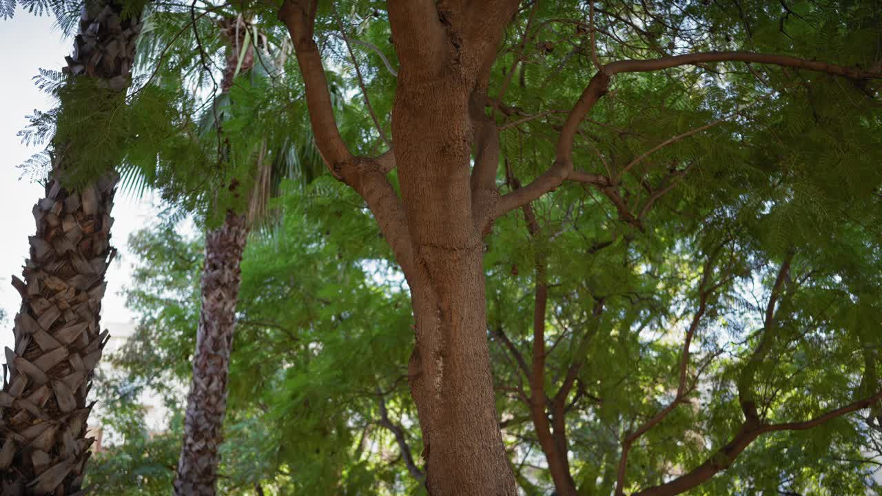 在西班牙穆尔西亚宁静的地中海气候中，郁郁葱葱的秘鲁胡椒树(schinus molle)。视频素材