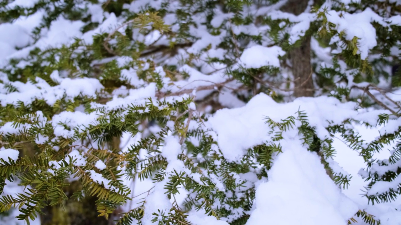 冬天的大雪过后，冰柱覆盖了被雪覆盖的树木和树叶。视频下载