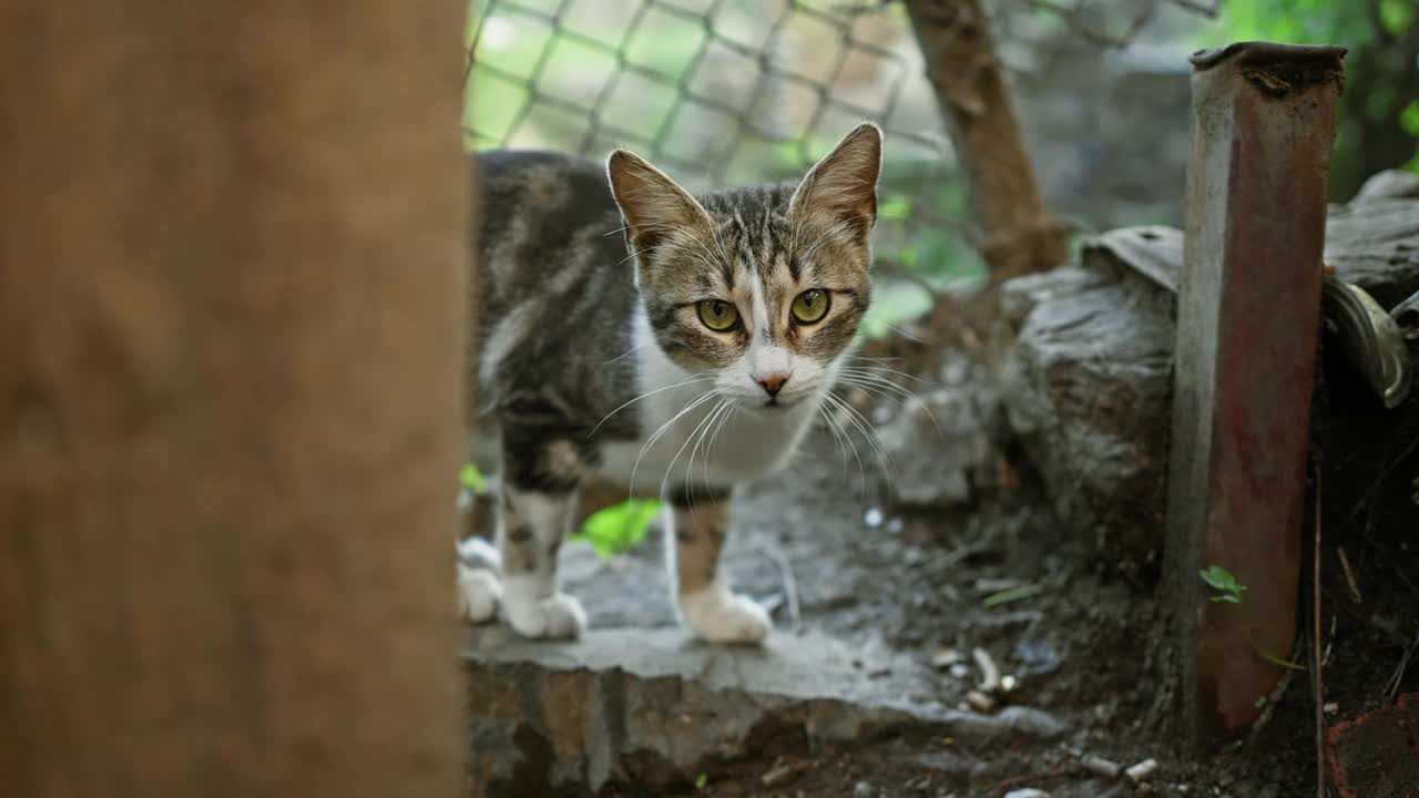 一只好奇的小猫在城市小巷里探索，展示了纯真和城市生活之间的对比。视频素材