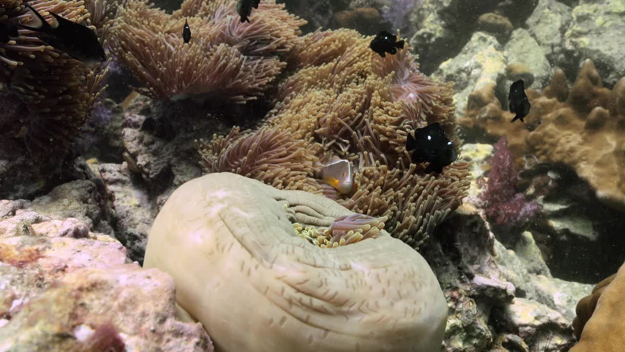 鱼类漂浮在海葵上的特写。视频素材