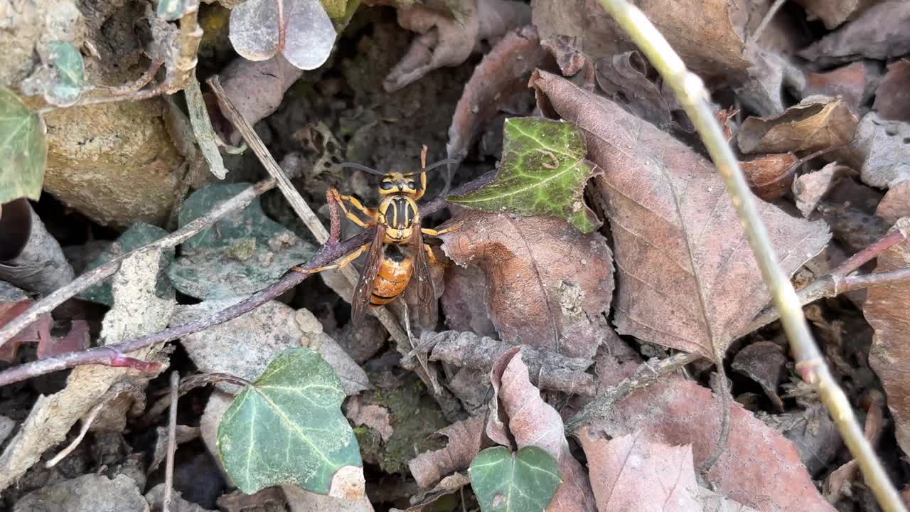 地面上的欧洲大黄蜂视频素材