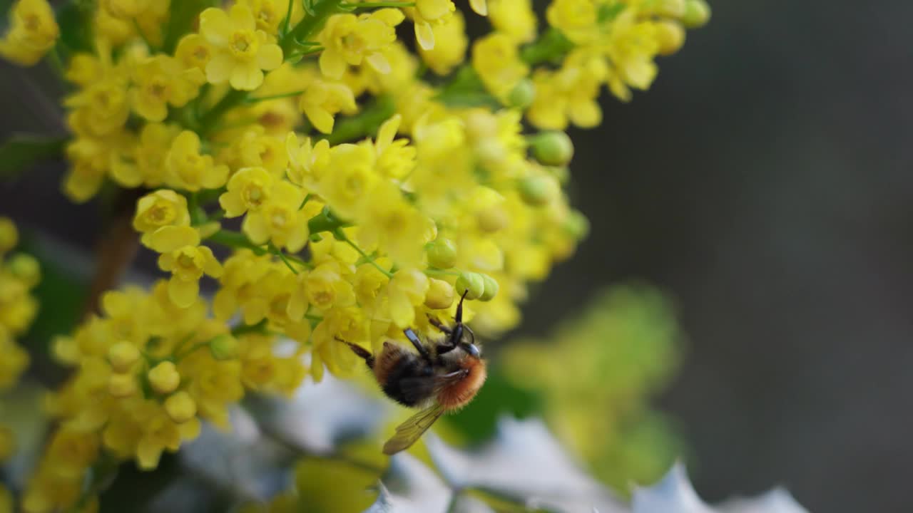 蜜蜂为黄花菊授粉视频素材