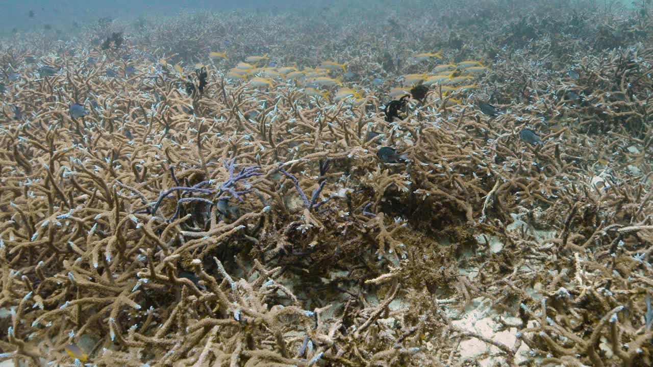 海底覆盖着鹿角珊瑚的水下景观。视频素材