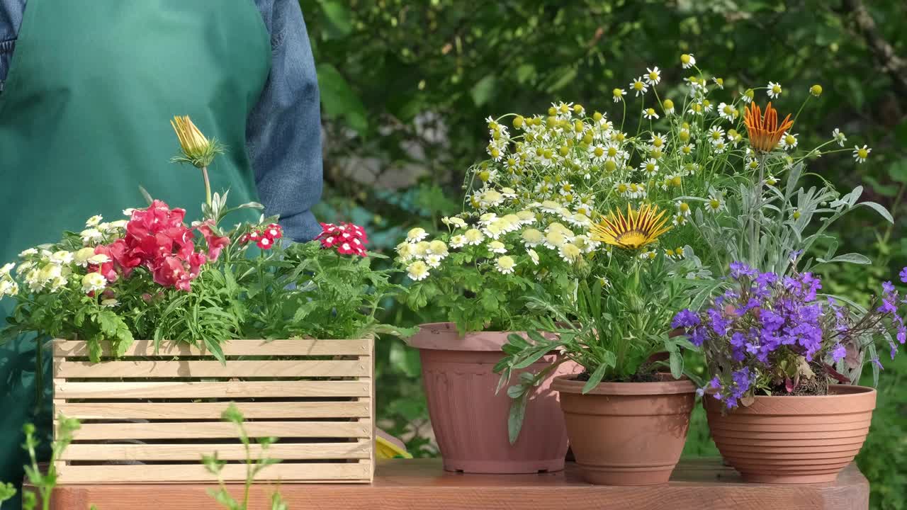 女园丁负责照顾花朵，在户外花园浇水和喷洒花朵视频素材