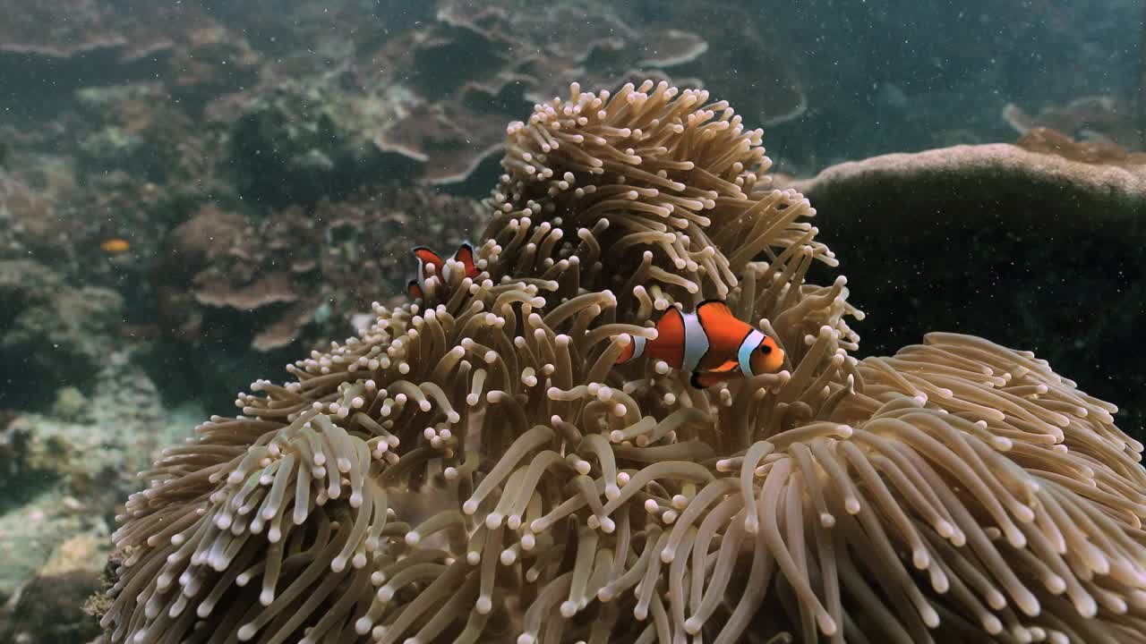 海葵拍摄的海葵鱼的彩色水下视图。视频素材