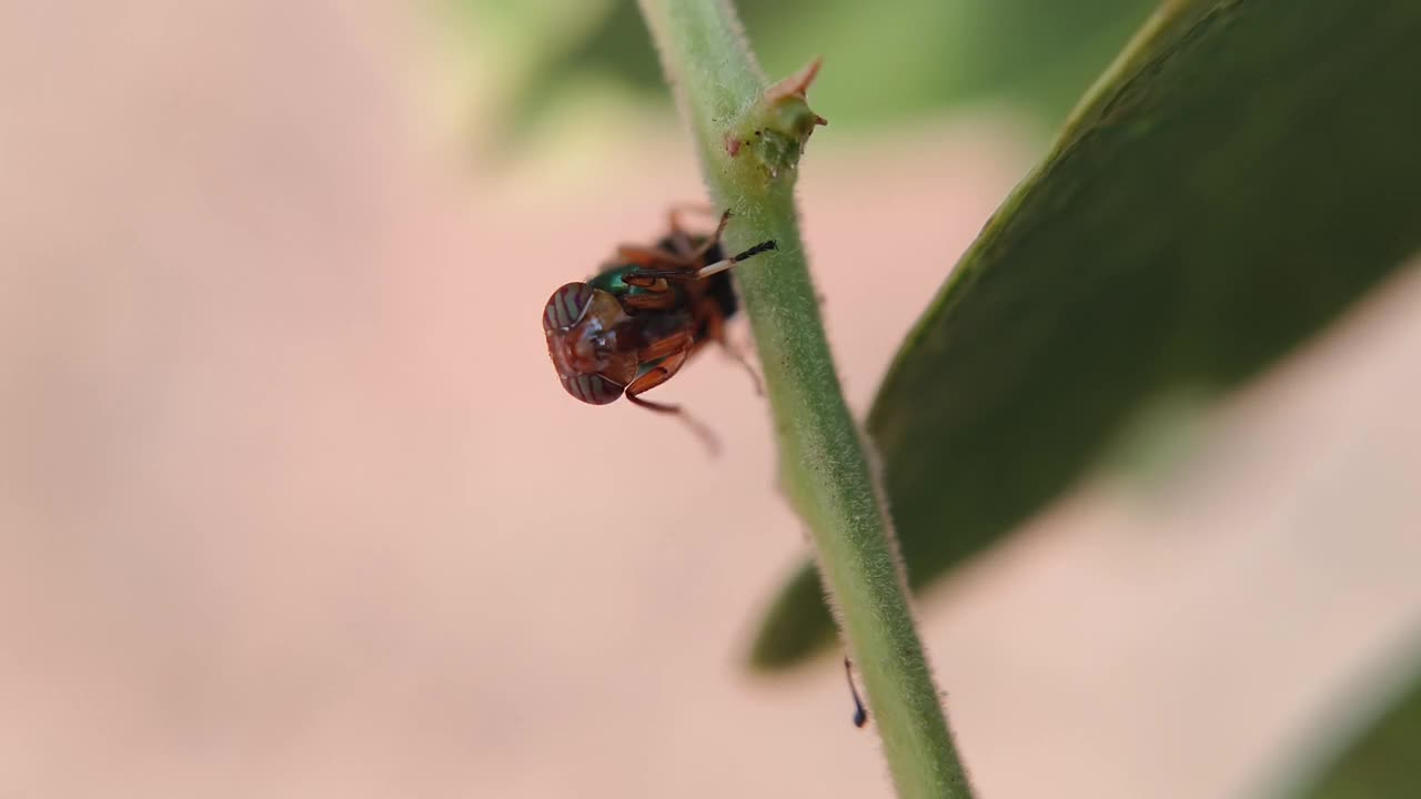 白菖蒲视频素材