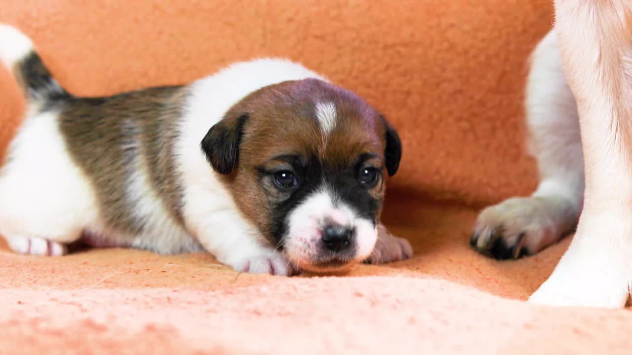 杰克罗素小猎犬试图走在他妈妈旁边。照顾小狗。视频素材