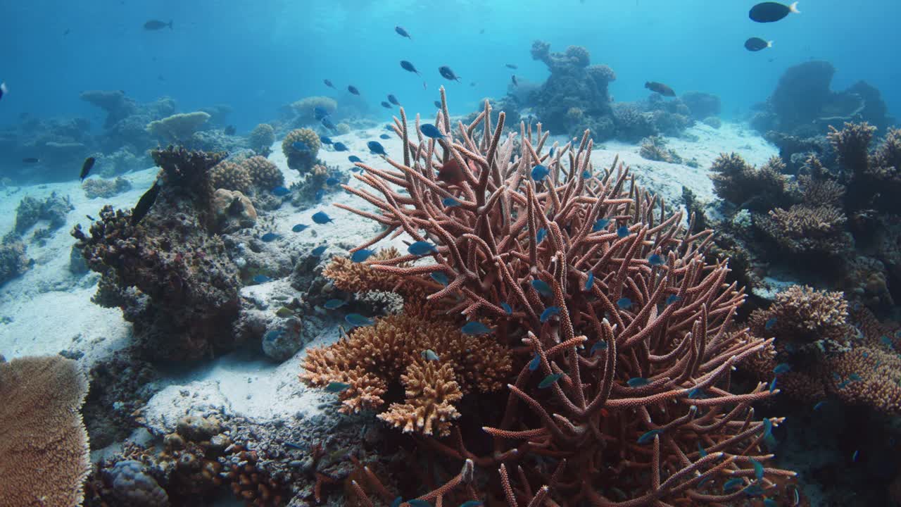 热带珊瑚礁与珊瑚和鱼类水下在蓝色的海洋视频素材